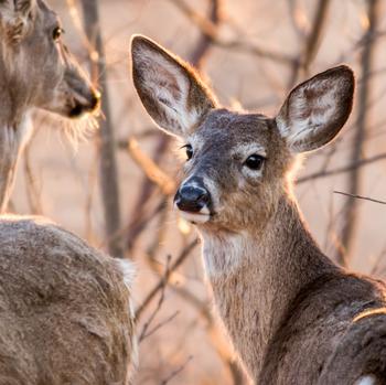 Should you be worried about ‘zombie deer’?