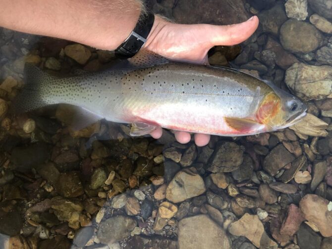 New George Mason University study could impact the way scientists measure gene expression