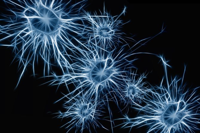 Study upgrades one of the largest databases of neuronal types